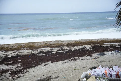 Sargazo — PLAYA BAHORUCO (Sur)